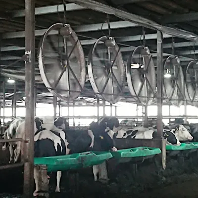 香川県の酪農場・将基酪農の牛舎内部にパネルファンを設置した施工例